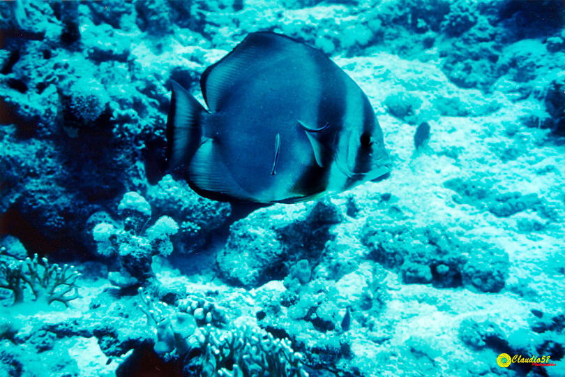 Oracolo della Sibilla Egitto pesce pipistrello